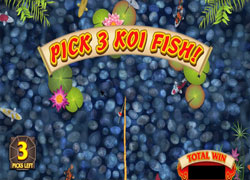 Lucky Koi Bonus Game Screenshot